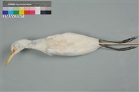 藏品(黃頭鷺)的圖片